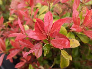 closeup of Japanese photinia leaves in the garden after the rain