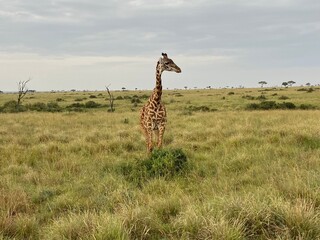 giraffe in the wild