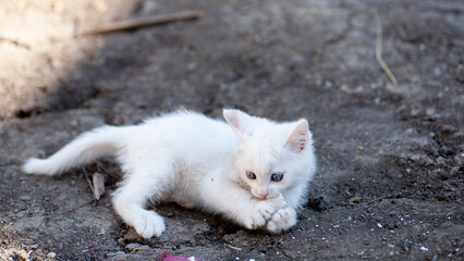 Portrait of a domestic cat of white color with big eyes. Cute clean cat. White cat with a pink nose. White Russian breed of cats.
