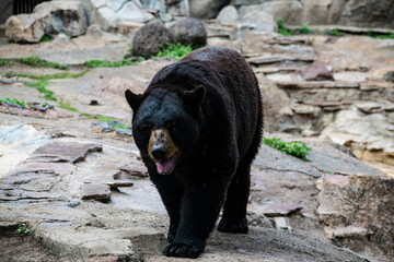Oso negro