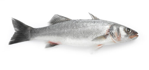 Fresh sea bass fish isolated on white, top view