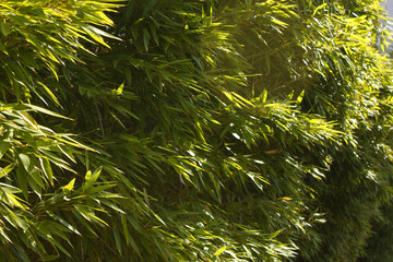 green bamboo leaves and forest.