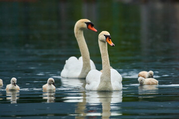 Beautiful white Swan with small Chicks on a lake, Mute swan,Cygnus olor