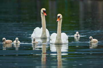 Beautiful white Swan with small Chicks on a lake, Mute swan,Cygnus olor