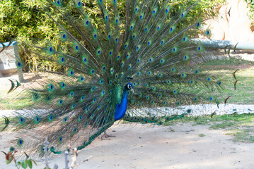 Obraz premium peacock with a magnificent open tail of different colors in the park in the shade. Beautiful birds in free nature.Natural zoo in Spain