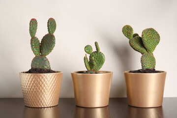 Many different beautiful cacti on wooden table