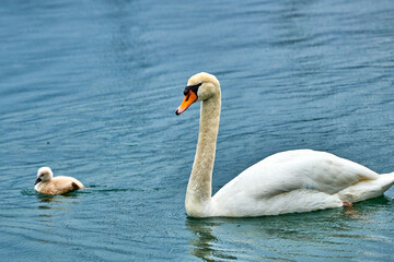 Cute young swan chicks with blurred background,Mute swan, Cygnus olor