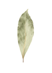 One aromatic bay leaf isolated on white