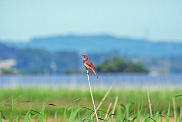 オオヨシキリ‐07