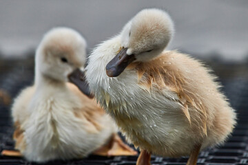 Cute young swan chicks with blurred background,Mute swan, Cygnus olor