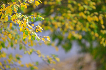 Abstract autumn seasonal background for weather forecast with selective focus and copy space