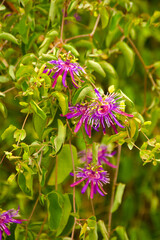 flower in the garden