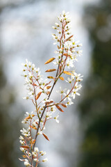 star-shaped white flowers of a Amelanchier lamarckii also called juneberry, serviceberry or shadbush shrub