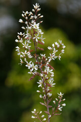 star-shaped white flowers of a Amelanchier lamarckii also called juneberry, serviceberry or shadbush shrub