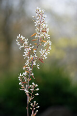star-shaped white flowers of a Amelanchier lamarckii also called juneberry, serviceberry or shadbush shrub
