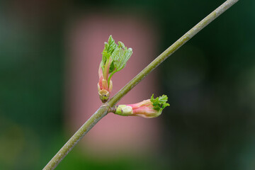 Ribes sanguineum unfolding buds of a blood currant in a park against blurred background