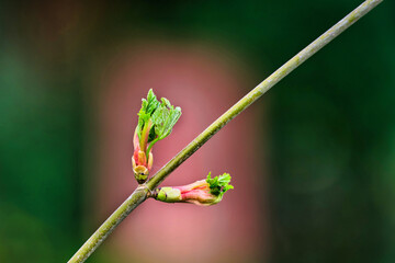 Ribes sanguineum unfolding buds of a blood currant in a park against blurred background