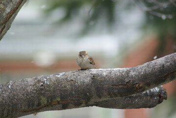 Eurasian Tree Sparrow