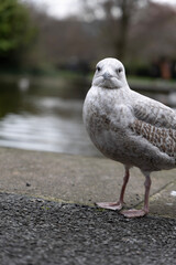 seagull on the beach