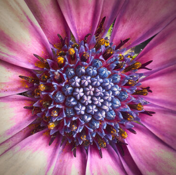 Macro violeta