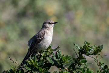 Northern mockingbird on top of bush