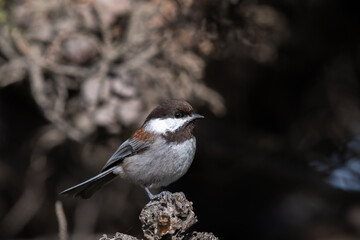 Chestnut-backed chickadee on perch 