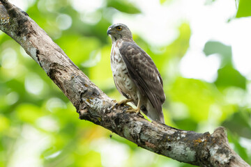 Crested goshawk at tree