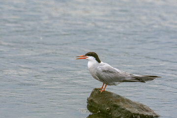 Common tern on rock