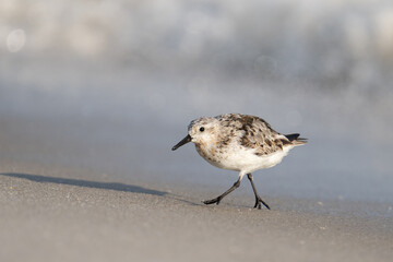 Sanderling on beach 