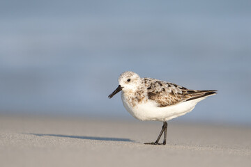 Obraz premium Sanderling on beach 