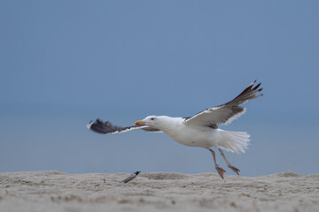 Fototapeta na wymiar Black-backed gull takeoff