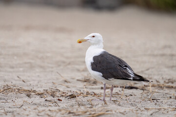 Black-billed gull