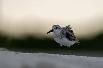 Sanderling in sunset