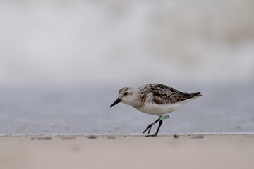 Sanderling on beach