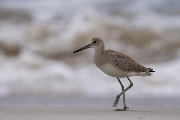 Willet