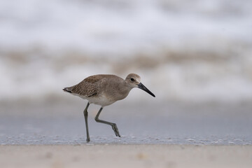 Willet