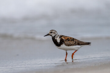 Ruddy turnstone on beach