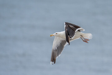 Fototapeta na wymiar Black-billed gull flying