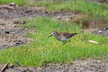 Least sandpiper