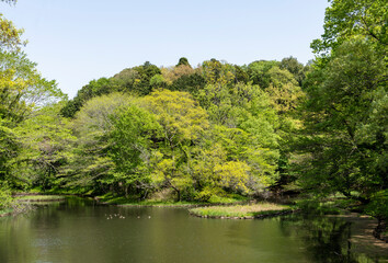 Fototapeta na wymiar 新緑に包まれた池の風景