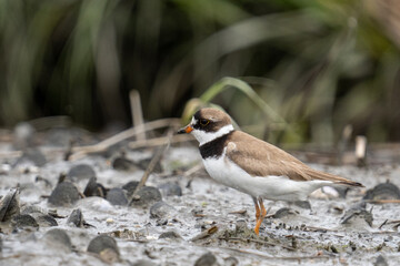 Semipalmated plover in marsh