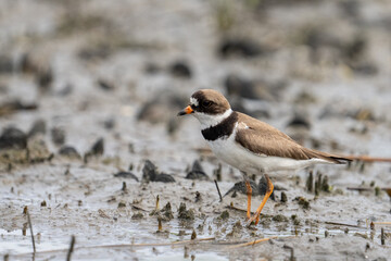 Semipalmated plover in marsh