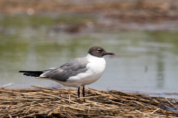 Laughing gull