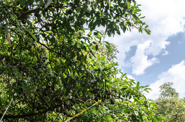 Huerta de guacate