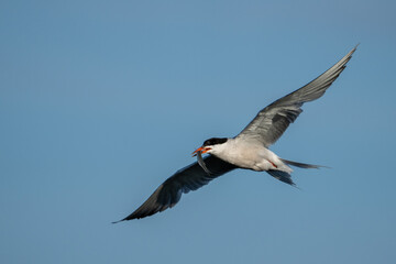 Caspian tern with fish