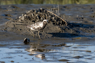 Black-bellied plover