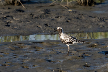 Black-bellied plover