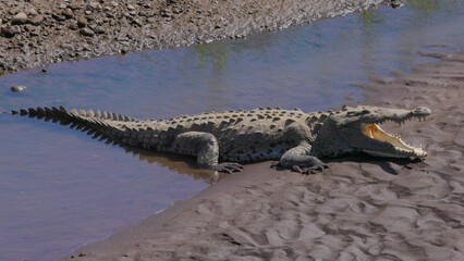an american crocodile cooling down at the tarcoles river