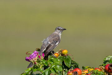 Northern mockingbird