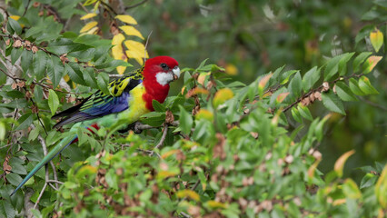 close shot of a male eastern rosella feeding in a tree